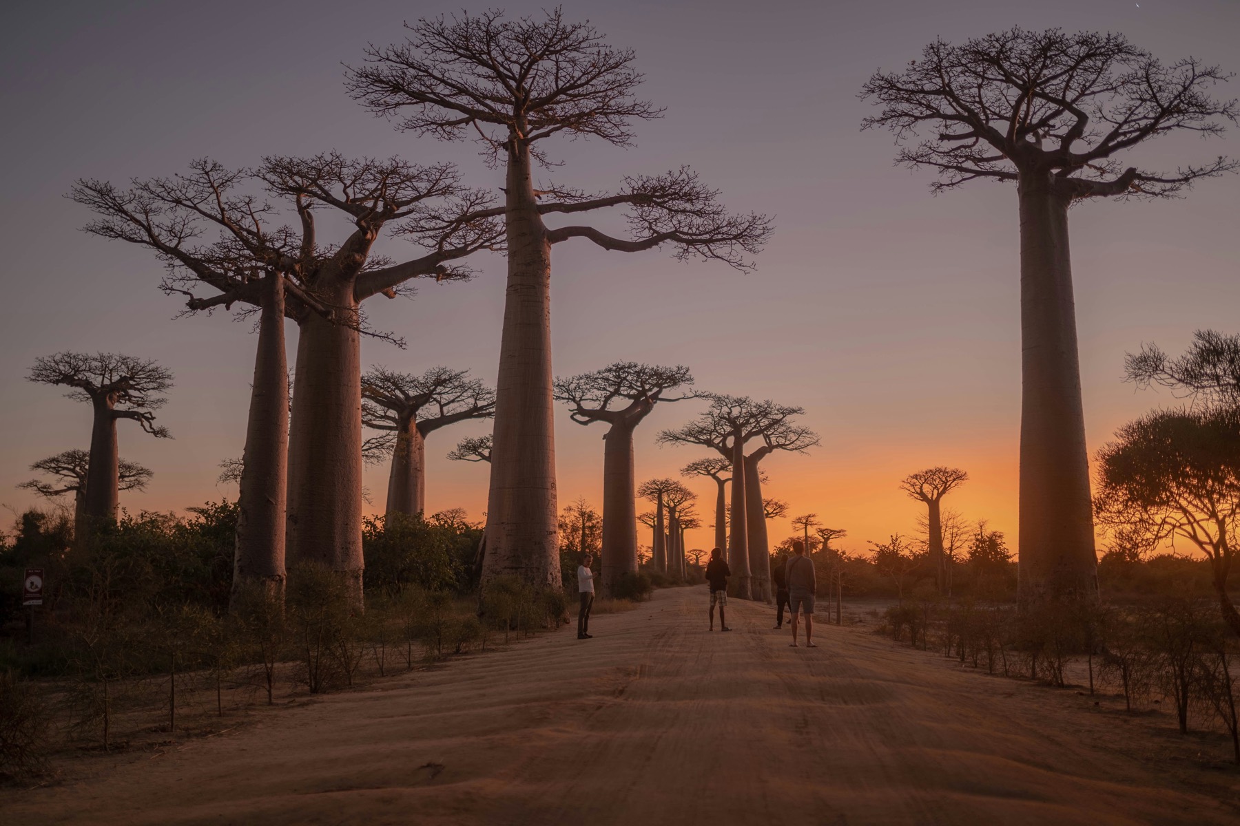 The famous avenue of baobab trees near Morondava on Madagascar's west coast