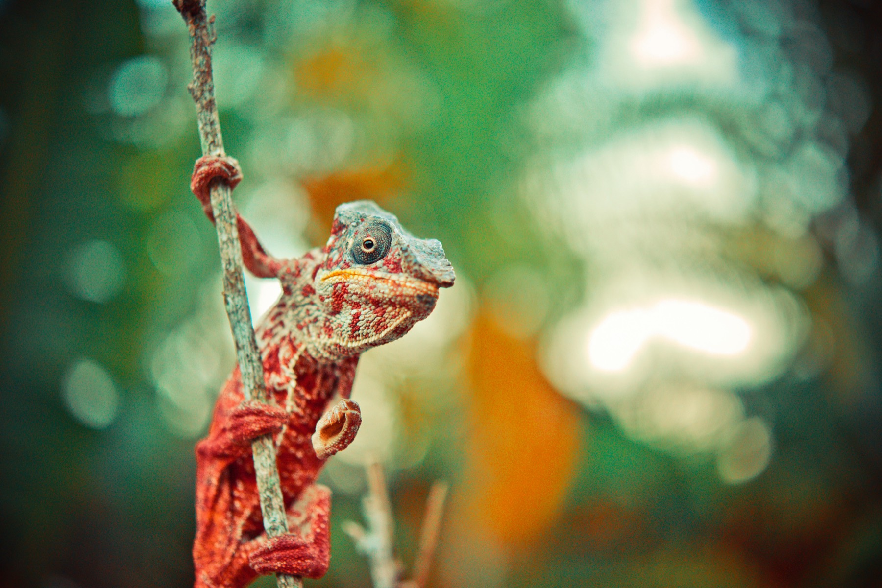 A tiny chameleon balanced on a branch, one of Madagascar's many endemic species