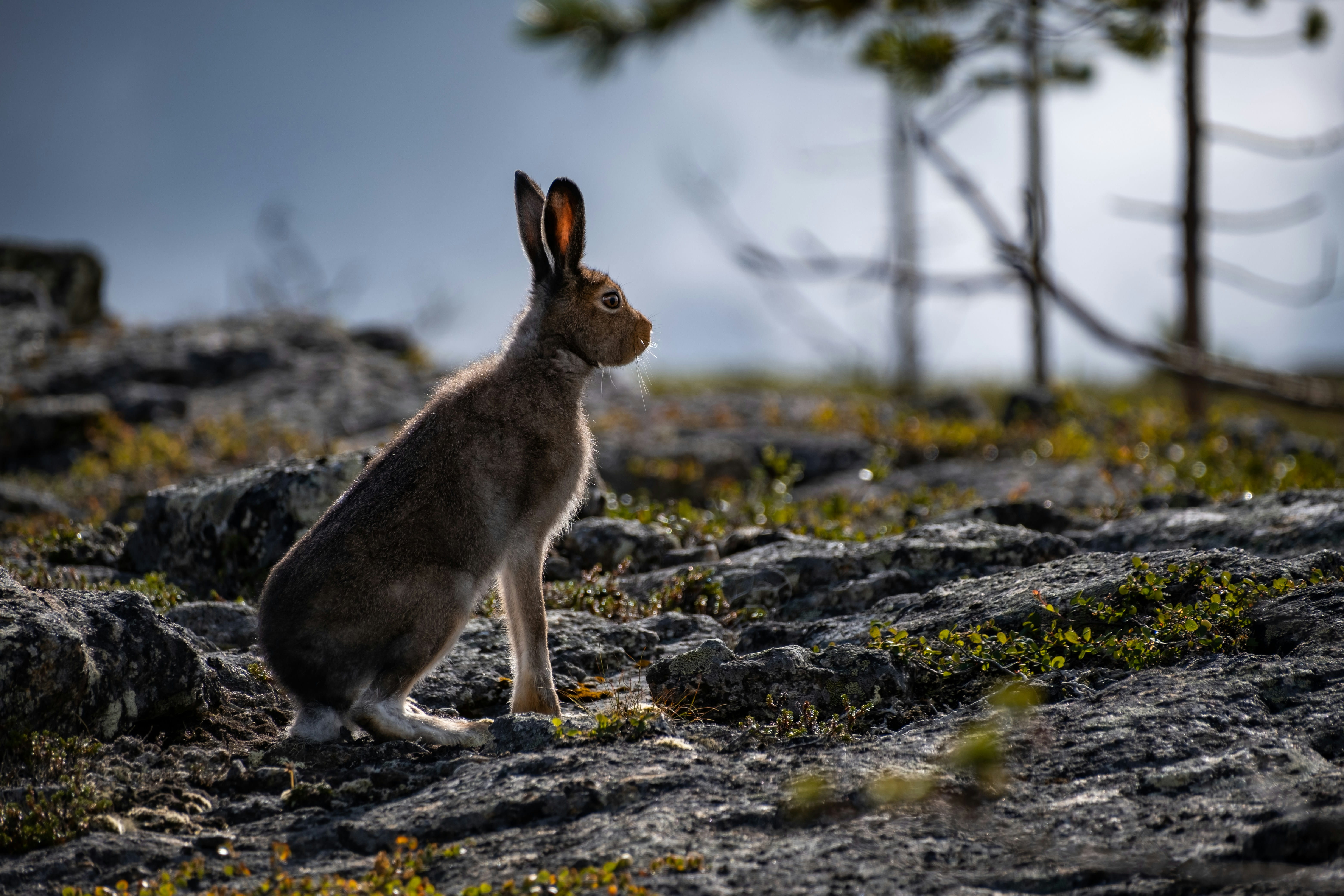 A mountain hare on the open fells, one of the wildlife encounters of a Lapland summer holiday