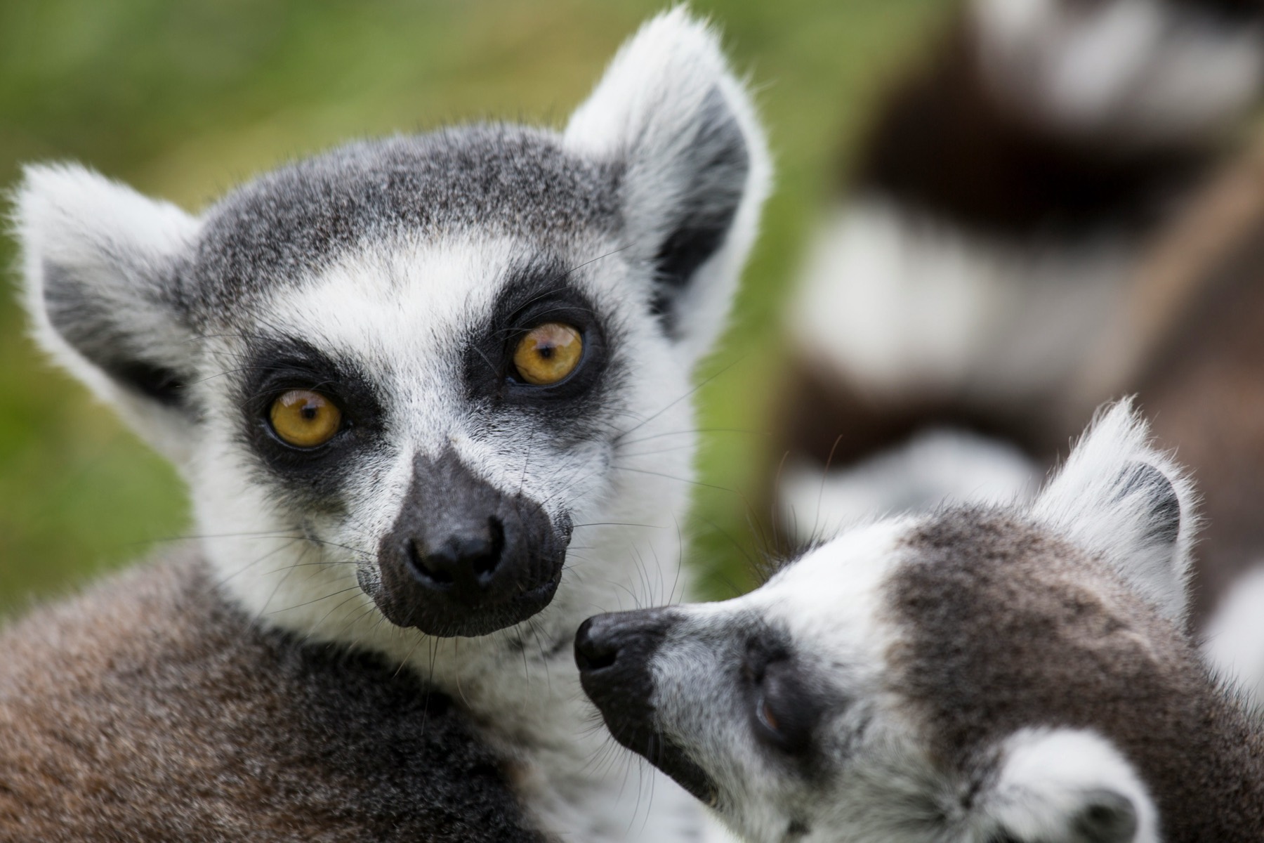 A lemur in the forest canopy of Madagascar, the kind of wildlife encounter a Madagascar cruise is built around