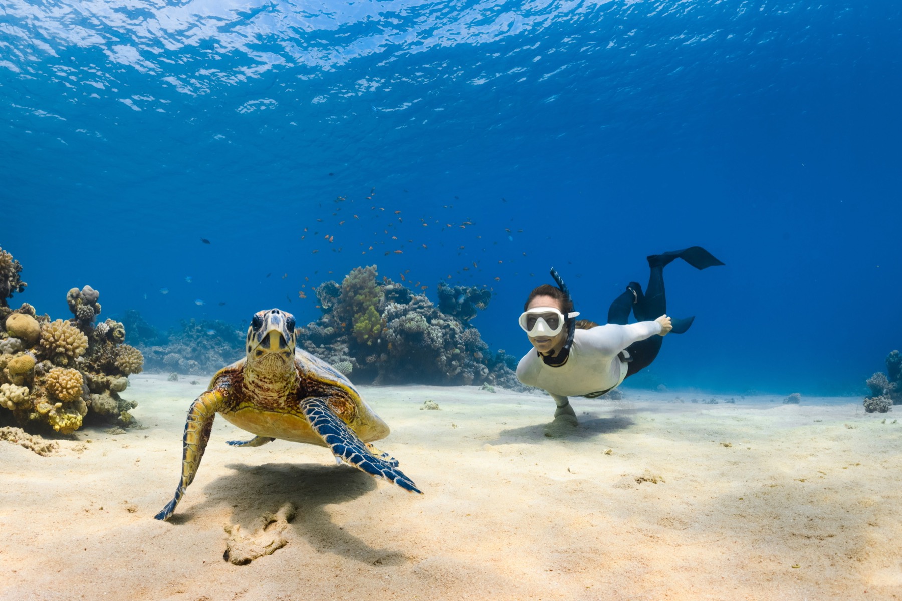 Snorkeller swimming alongside a sea turtle on a private island reef