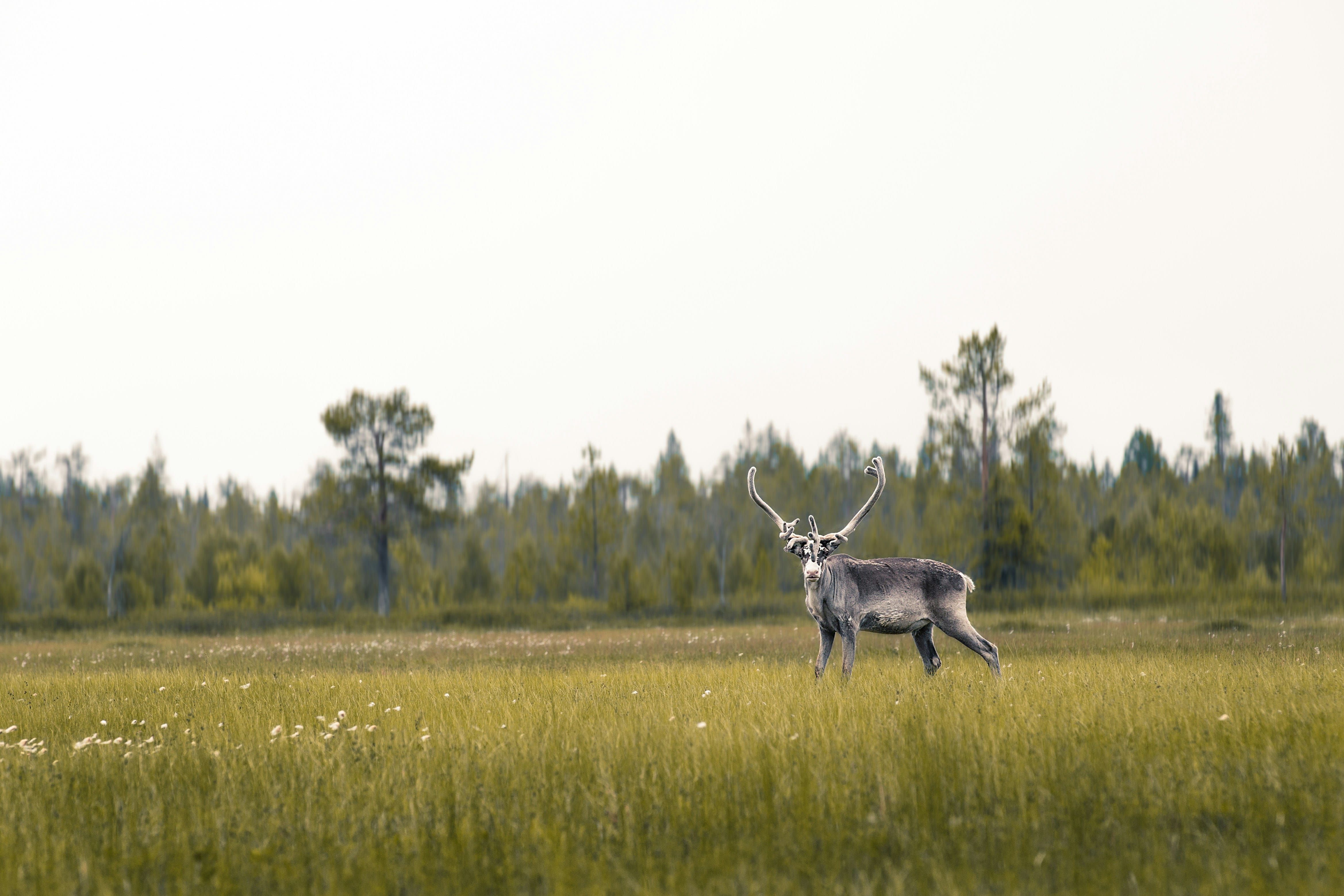 A reindeer grazing in a summer meadow on a Lapland summer holiday