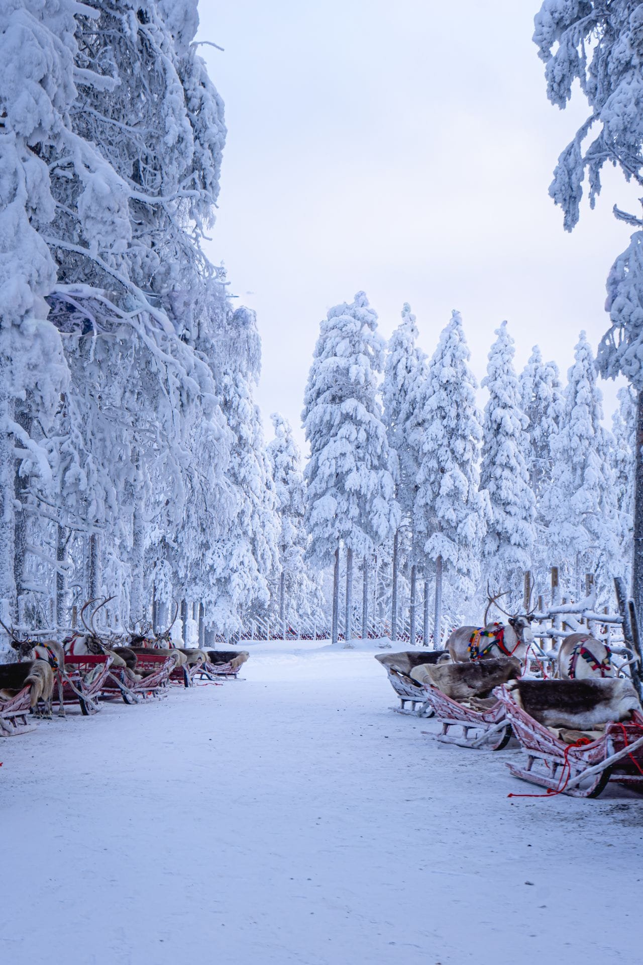 The snowy forests and skies of Finnish Lapland