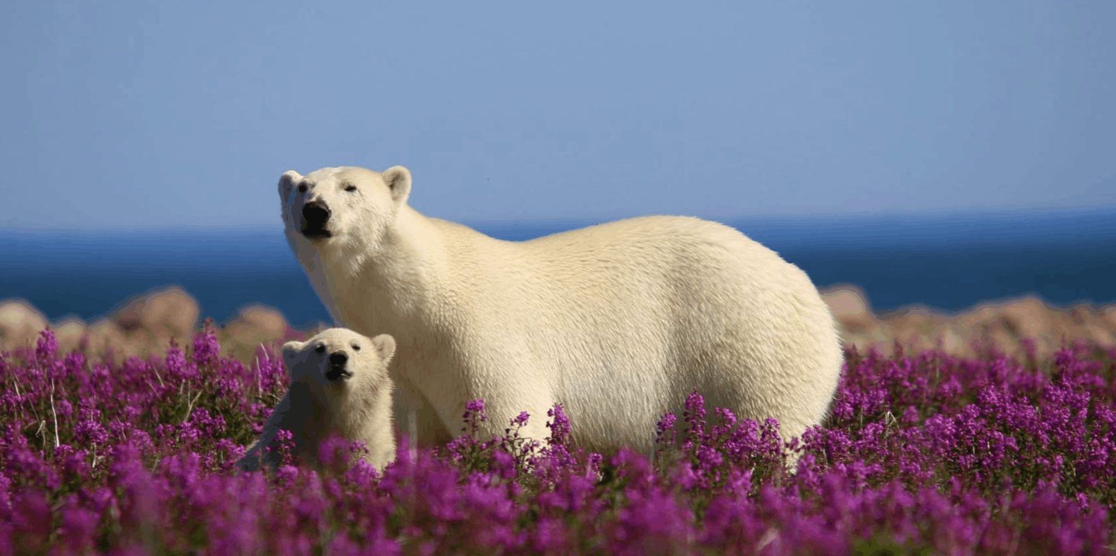A polar bear and cub among summer fireweed flowers beside Hudson Bay near Churchill, Manitoba