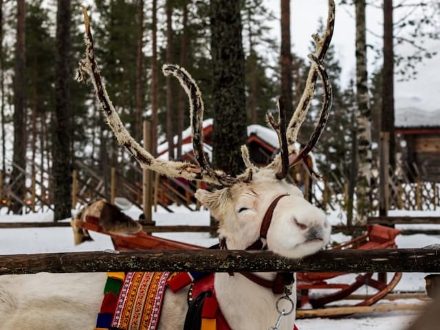 Snowy forest near Rovaniemi on a Father Christmas holiday in Lapland