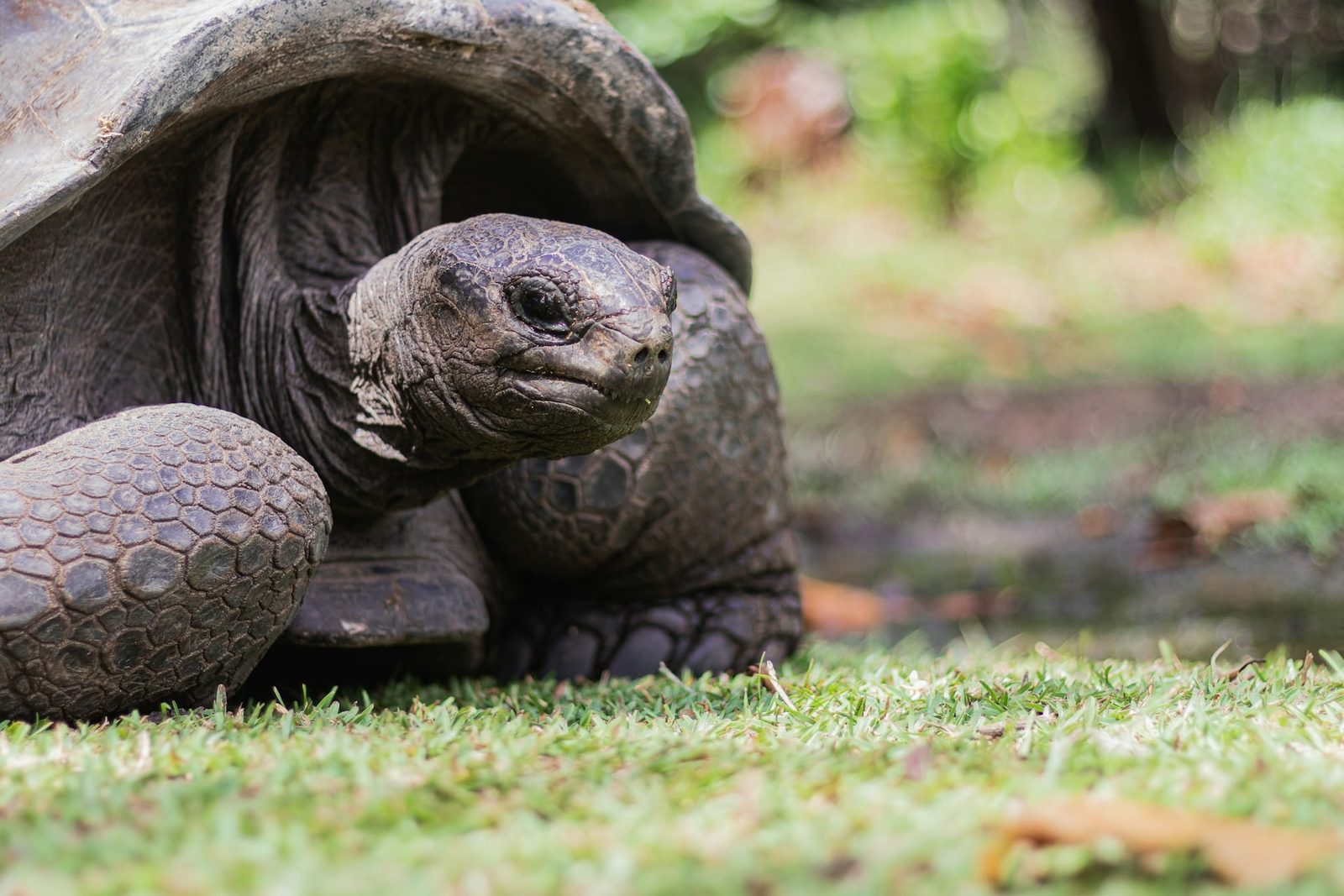 A giant Aldabra tortoise on a grassy clearing on a Seychelles island