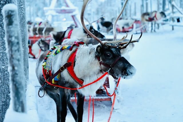 A reindeer in a Lapland meadow, showing the region across the seasons