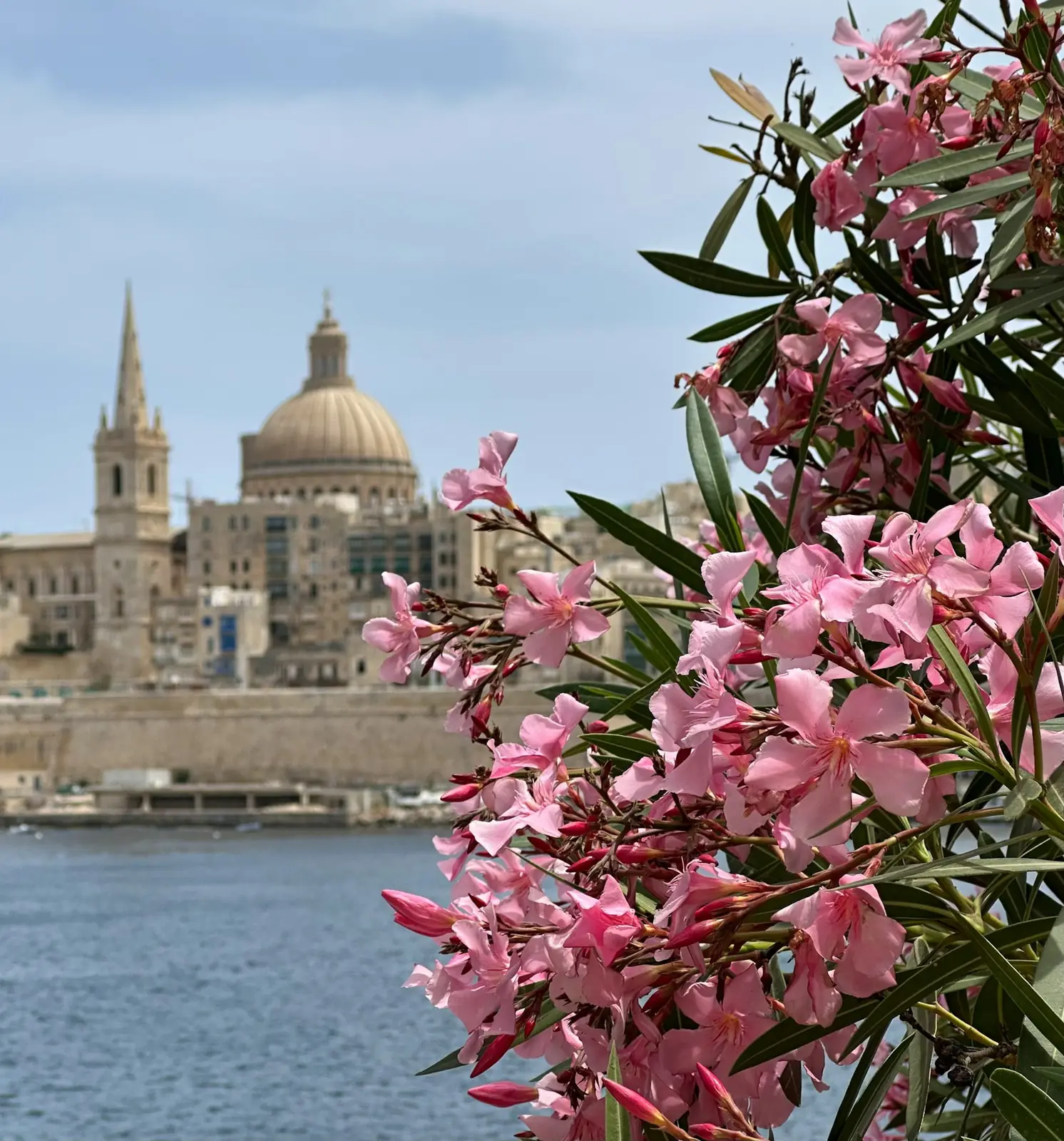 Pink oleander in bloom with the Valletta skyline, dome and spire across the water in Malta