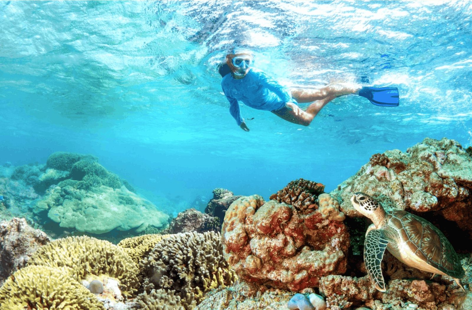A snorkeller over a coral reef with a green sea turtle in the Seychelles Outer Islands