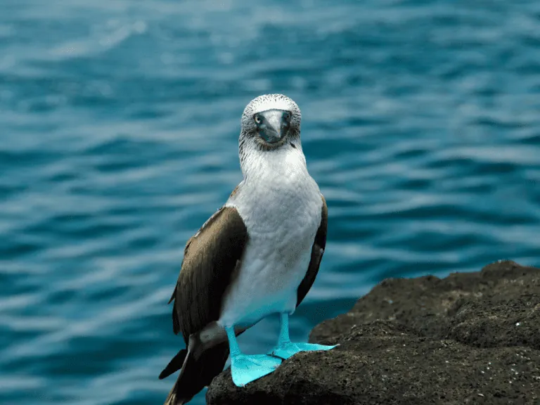 Expedition cruise to the Galapagos Islands