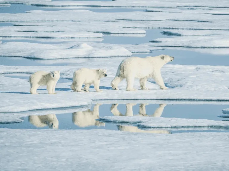 Expedition cruise to polar regions - Antarctica and Arctic