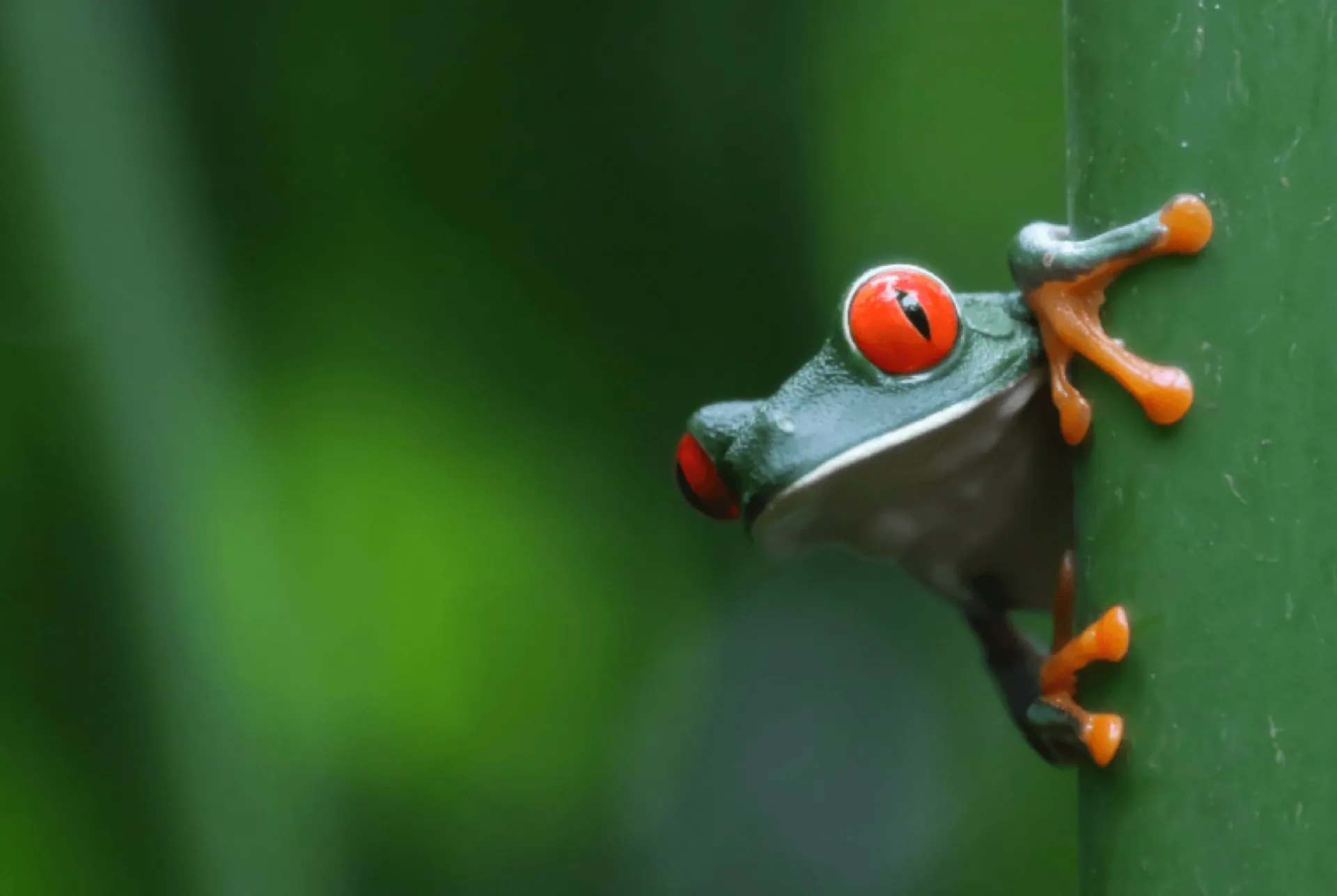 Close-up of a red-eyed tree frog in the rainforest on a Costa Rica Wildlife Holiday with Blue Turtle Escapes