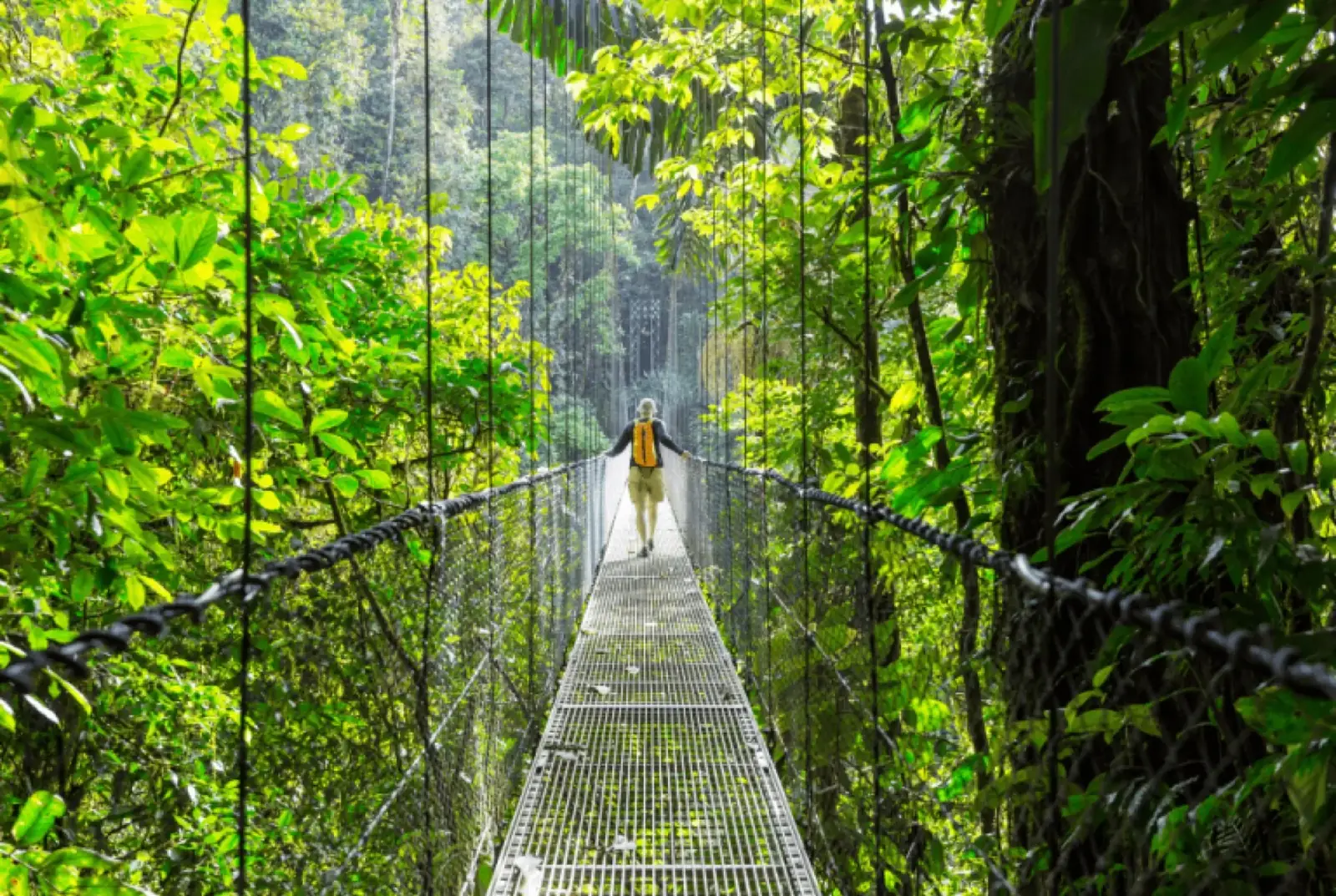 Hanging bridge walk through the cloud forest canopy on guided Holidays to Costa Rica with Blue Turtle Escapes
