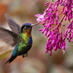 Hummingbird feeding in the cloud forest during a Costa Rica Wildlife Holiday with Blue Turtle Escapes