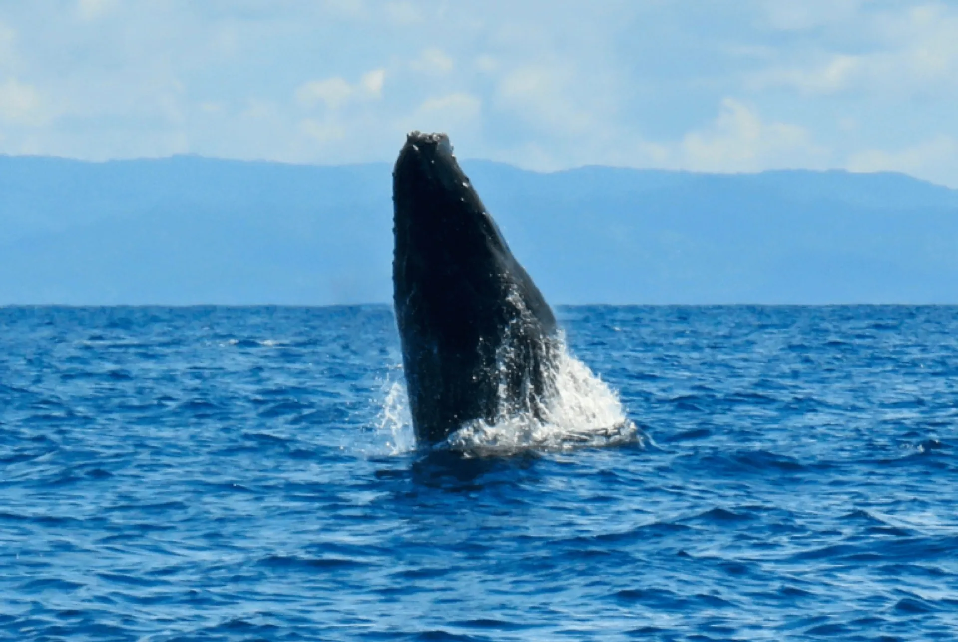 Humpback whale breaching off the Pacific coast during a Costa Rica Wildlife Holiday with Blue Turtle Escapes