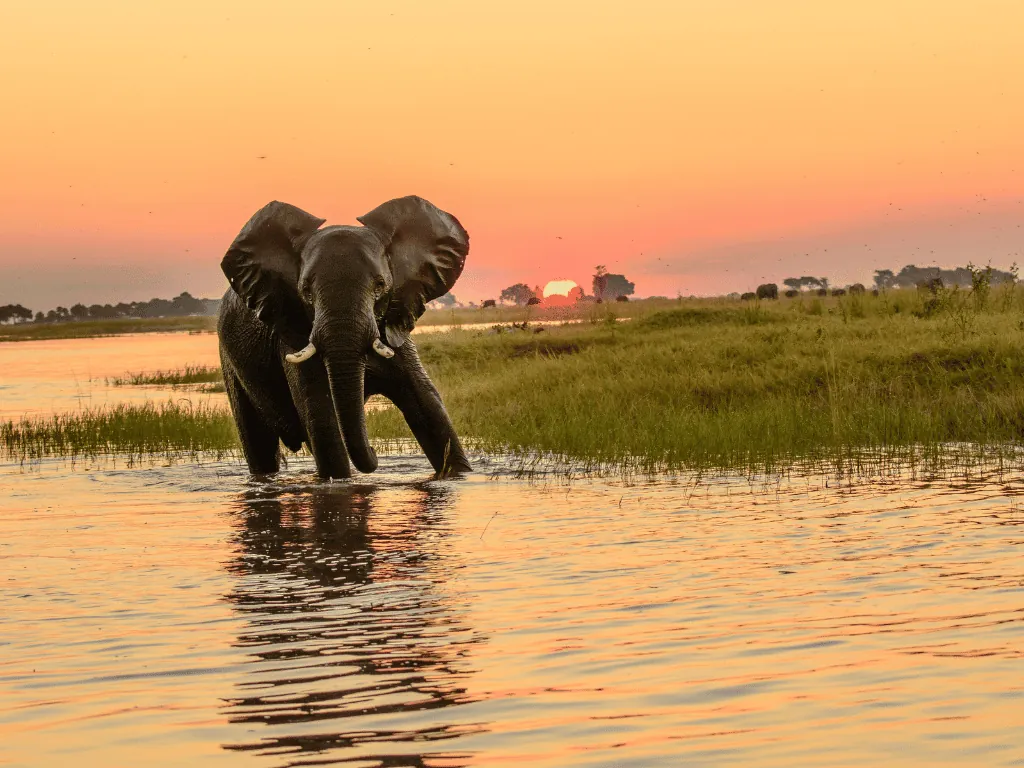 River cruise on the Chobe River in Botswana