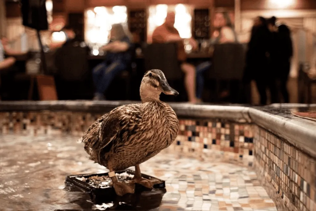 A duck in the grand lobby fountain at The