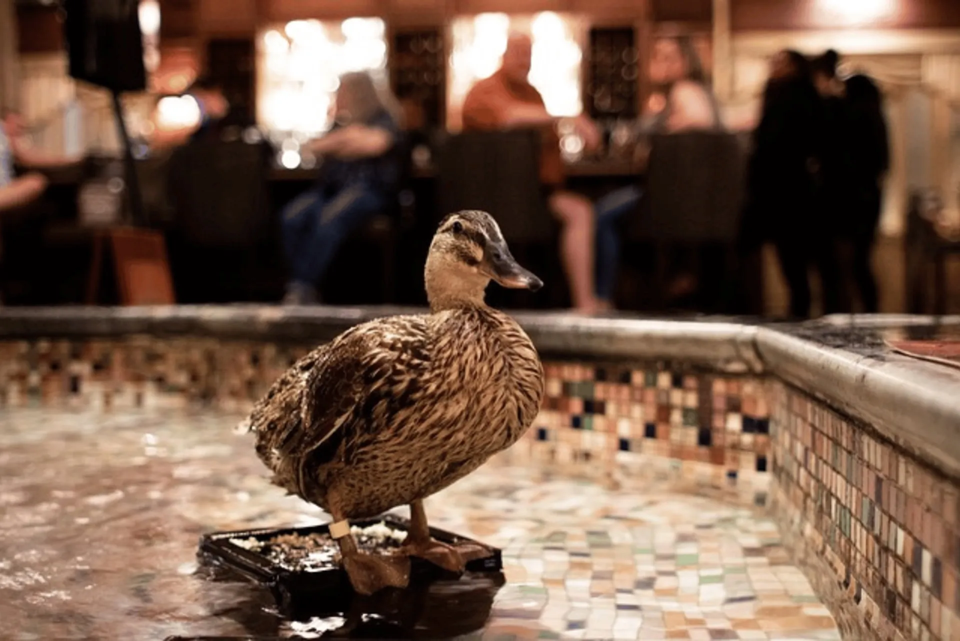 The Peabody Memphis