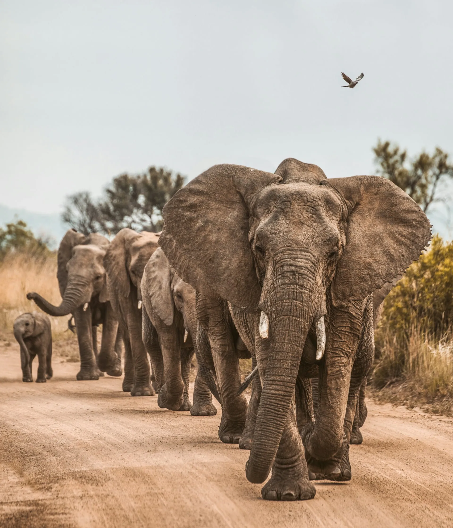 A herd of elephants walking along a dirt track on safari in South Africa