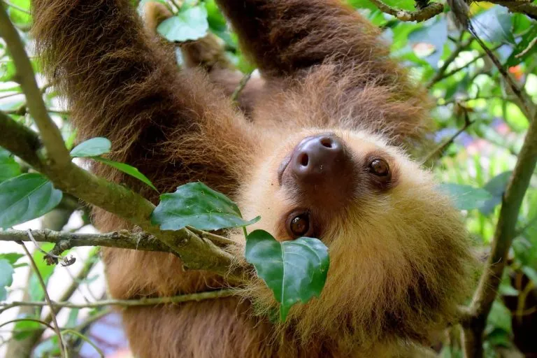 A sloth in the Costa Rican rainforest near Puerto Viejo