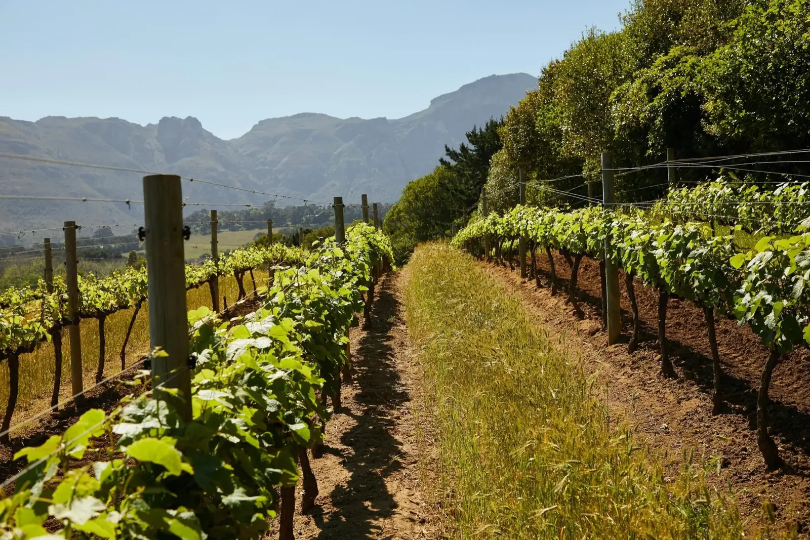Wine Tasting Italy