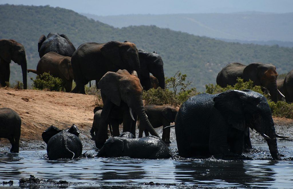 A herd of African elephants enjoying a splash in a river, surrounded by the scenic South African landscape.