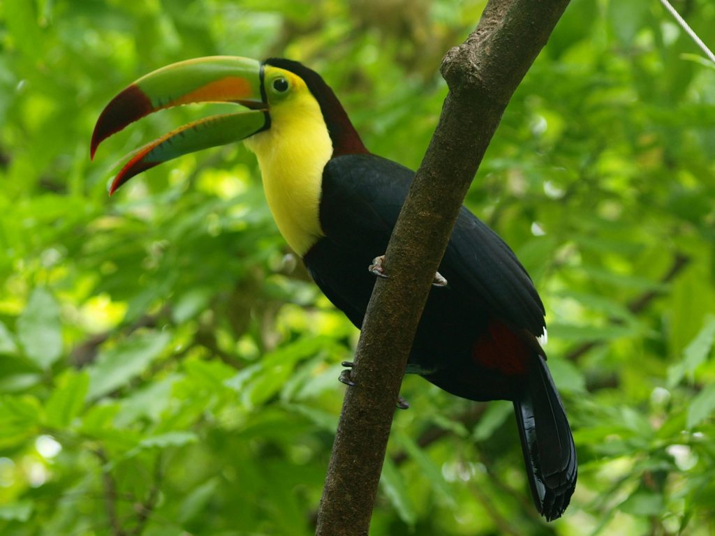 Colorful keel-billed toucan perched on a branch in lush greenery.